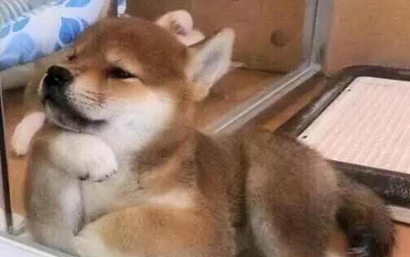 狗狗可以吃人的感冒药吗