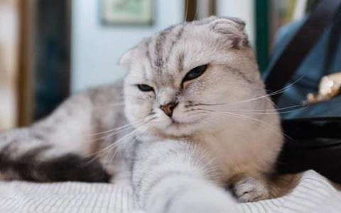 猫咪丢了白天会躲在哪里?