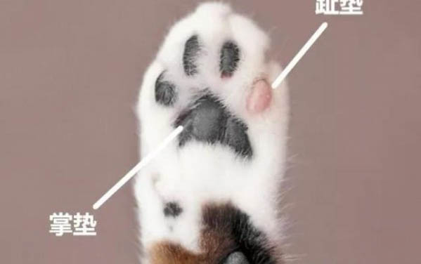 狗狗吃了干燥剂多久会反应