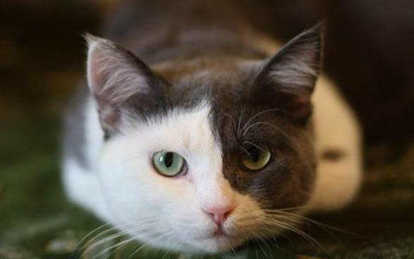 猫咪意外怀孕怎么办