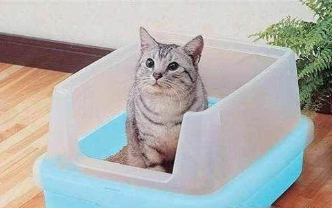小猫如何人工喂奶