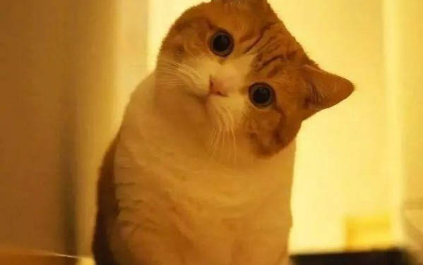 小猫得了口炎怎么办?在家怎么治疗?