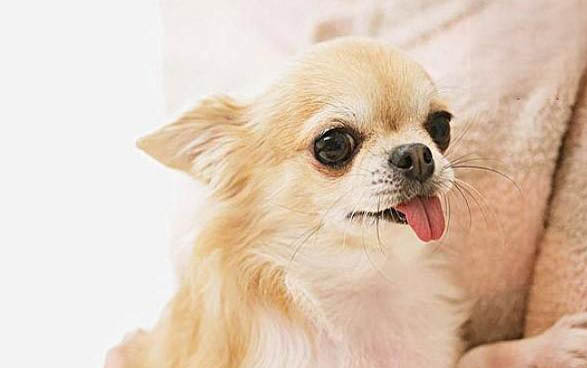 怎么挑选幼犬