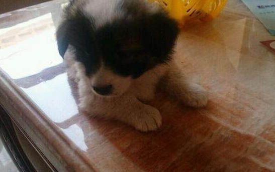 蝴蝶犬为什么养的人少