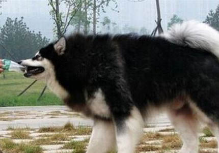 阿拉斯加犬纯种怎么看