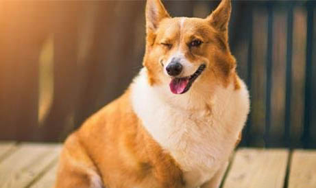 柯基犬打它能听话吗