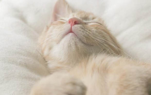 猫咪洗澡为什么会呕吐拉稀呢
