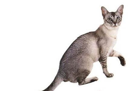 波米拉猫嘴巴臭的原因及处理方法