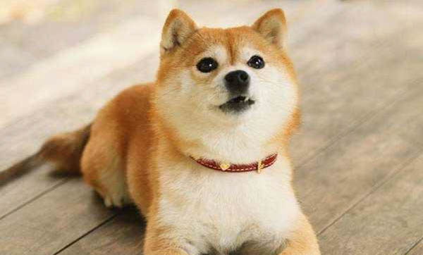 日本柴犬不爱吃东西的原因都是什么