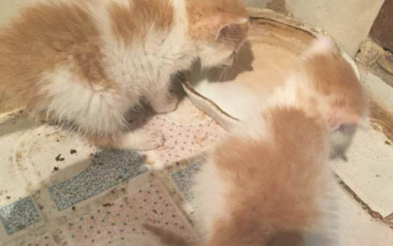 猫咪如果葡萄过敏能吃葡萄吗