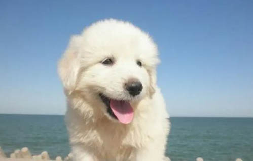 狗狗吃撑了要多久才能缓解
