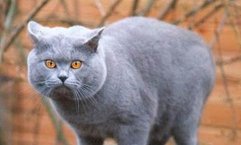 猫可以吃冰淇淋吗