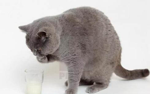 小猫怕黑吗