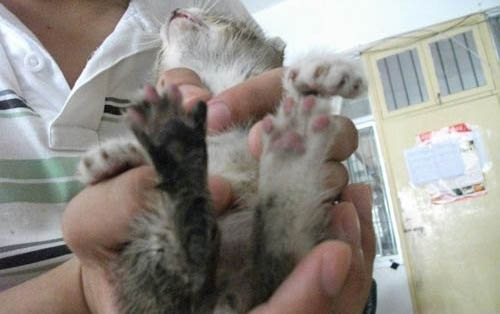猫得了杯状病毒怎么办啊