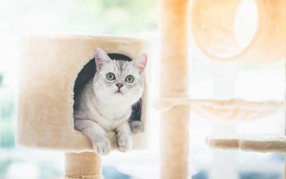 小猫咪出生多久可以送人