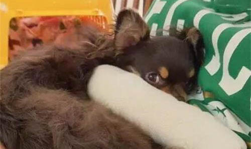 狗狗的用途种类有哪些