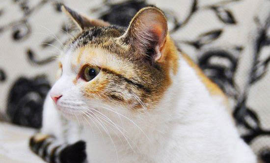 猫咪导尿之后还尿血正常吗