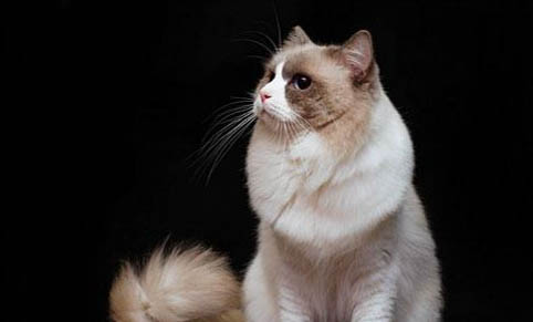 猫咪不吃饭呕吐