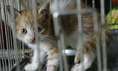 猫需要盖被子吗