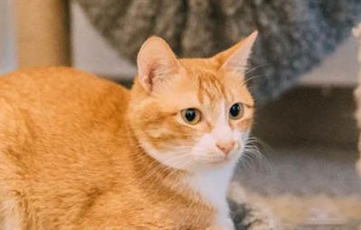 怎样看橘猫的品相好不好