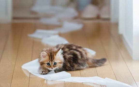 猫换牙会口臭吗