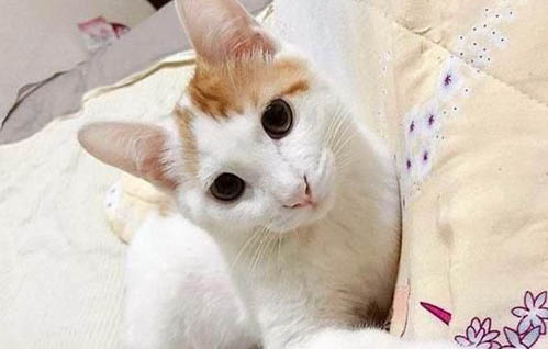 为什么猫咪总是粘人?