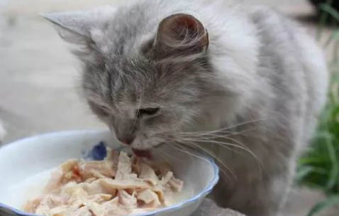 猫一天喂多少颗猫粮
