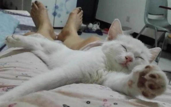 请问猫咪呕吐的原因及处理方法?