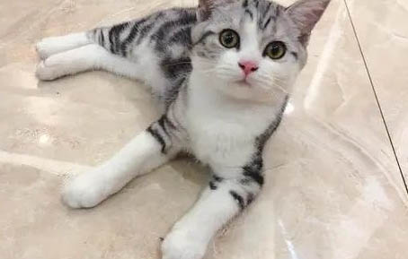 猫是怎么交配的?