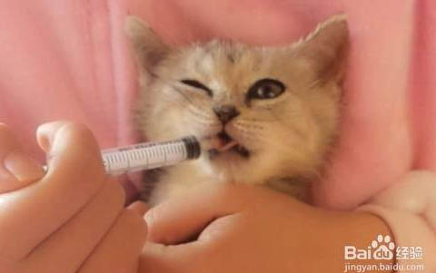 猫咪的疫苗每年都要打吗