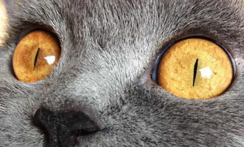 红霉素软膏可以擦猫咪眼睛吗