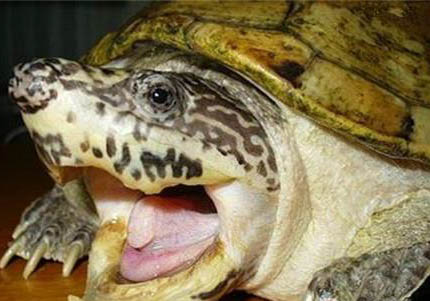 迷你麝香龟能活多久