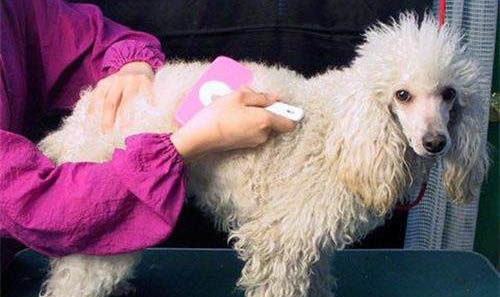 贵宾犬多少钱一只