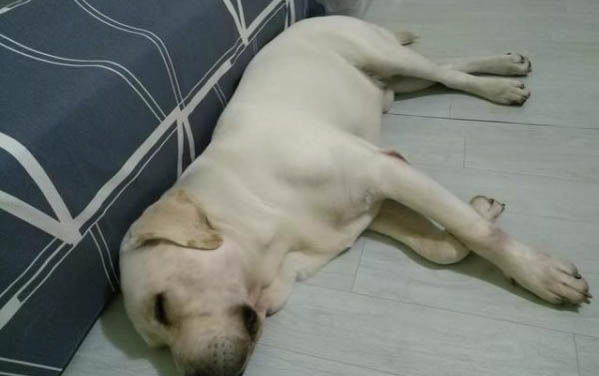 狗狗可不可以吃猪肝?