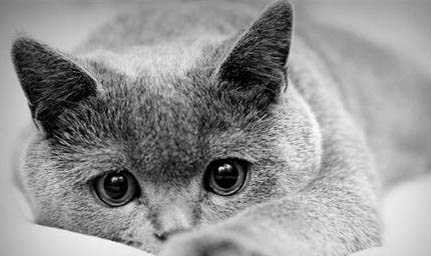 猫猫多久拉一次粑粑