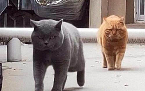 猫咪除了猫粮还能吃什么?
