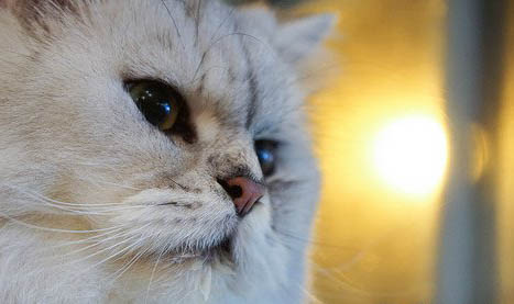 猫咪为什么会得猫瘟