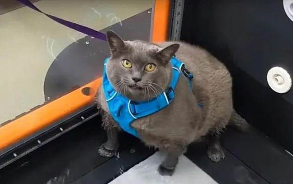小猫一直淌眼泪怎么回事