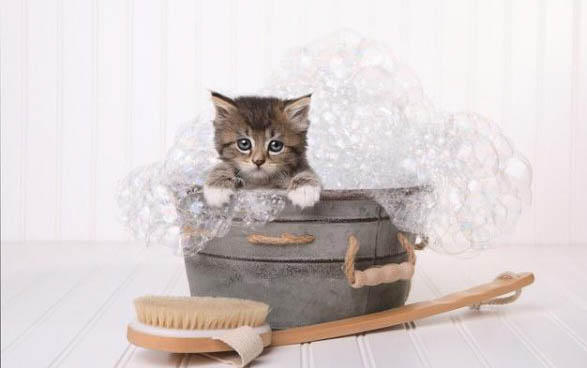 猫从耳朵斜到眼睛毛少是什么原因？