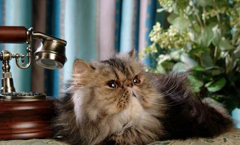 两个月大的小猫会主动吃猫草吗