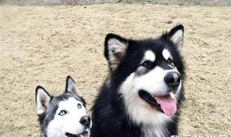 阿拉斯加犬的优点和缺点都有哪些