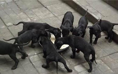 中国正规捷克狼犬犬舍