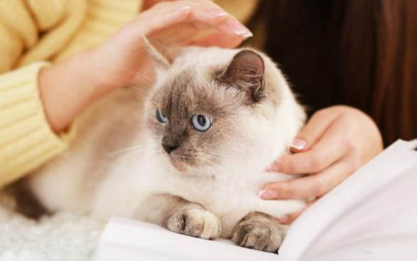 小猫怕水是为什么呢