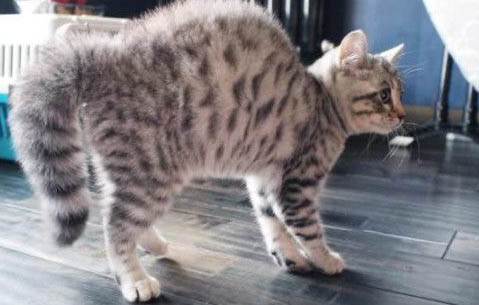 两只猫快速亲近