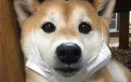 狗狗一直甩头什么原因