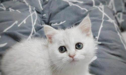 银渐层猫是长毛还是短毛？