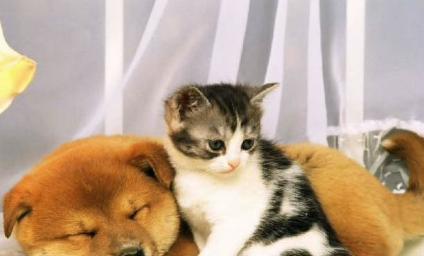 为什么我的猫一直去厕所却什么都没有