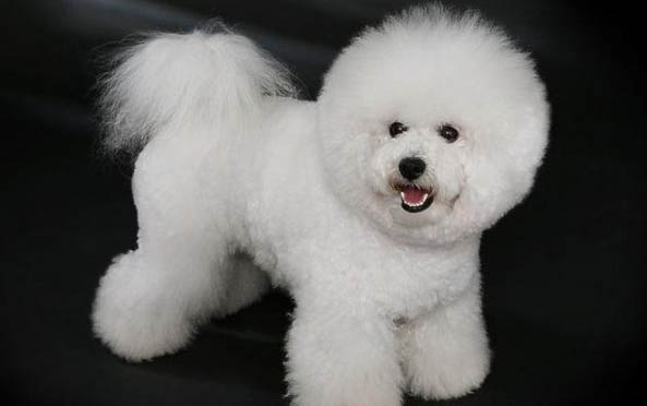 金毛犬的智商是多少