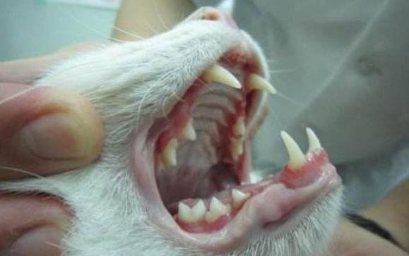 猫咪打完疫苗眼睛肿了的原因