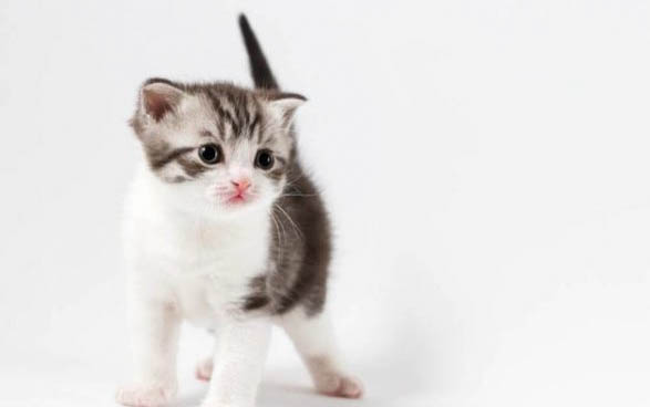 两个月大的小猫能吃虾仁吗